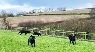 At our kennels we get to know every dog in our care